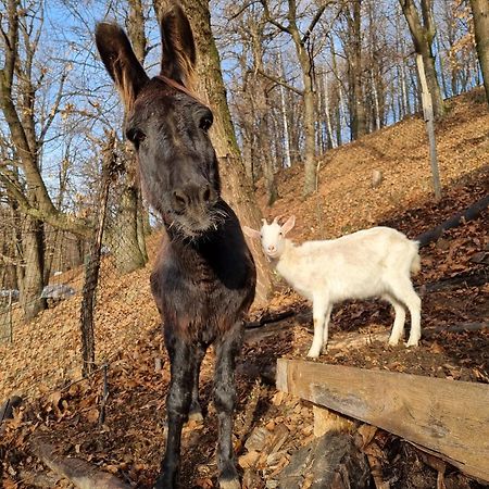 Iduevagamondi - Ospitalita Rurale Famigliare Di Montagna Bed & Breakfast Chiusa di Pesio Bagian luar foto