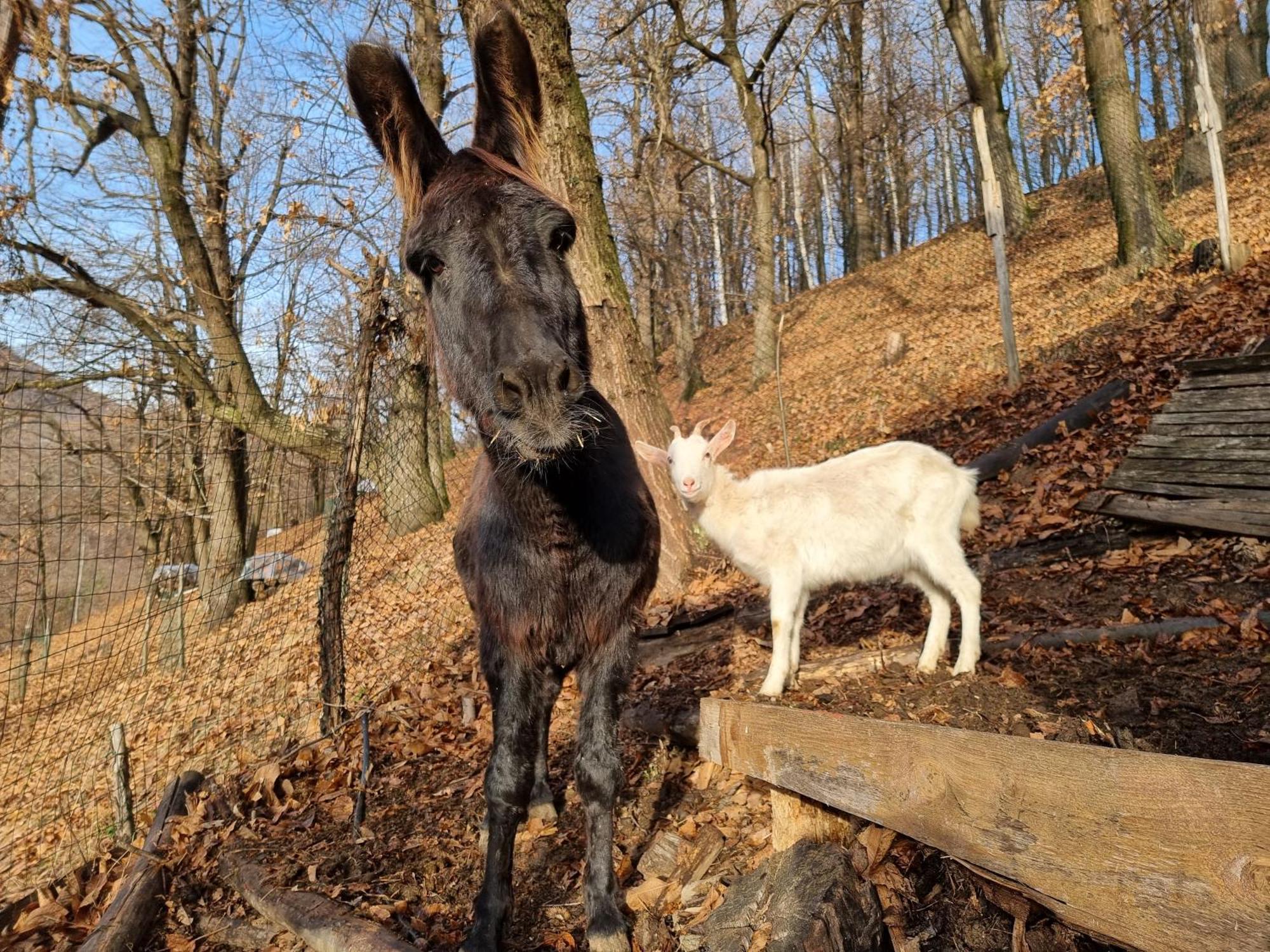 Iduevagamondi - Ospitalita Rurale Famigliare Di Montagna Bed & Breakfast Chiusa di Pesio Bagian luar foto